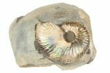 Iridescent Fossil Ammonite (Discoscaphites) - South Dakota #189328-1